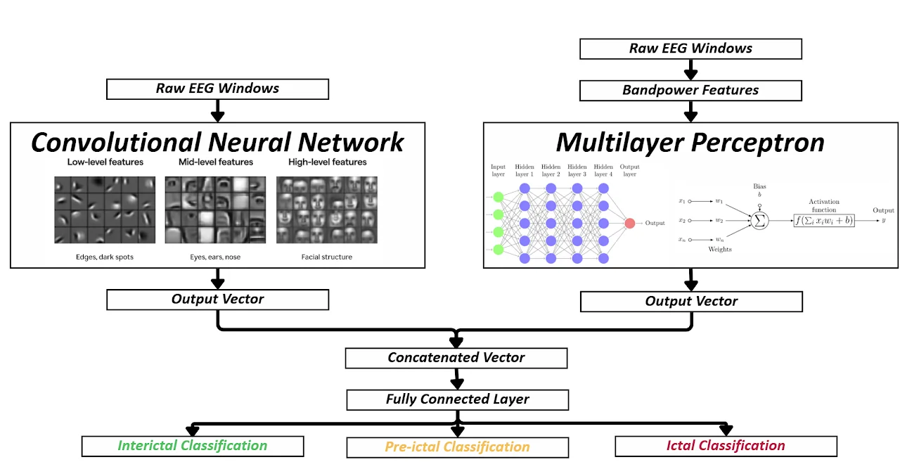 Dual-input model: a CNN on raw EEG windows and an MLP on band-power features (built by the team's ML lead)