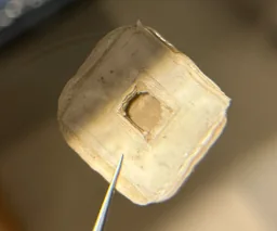LCP-encapsulated test sample